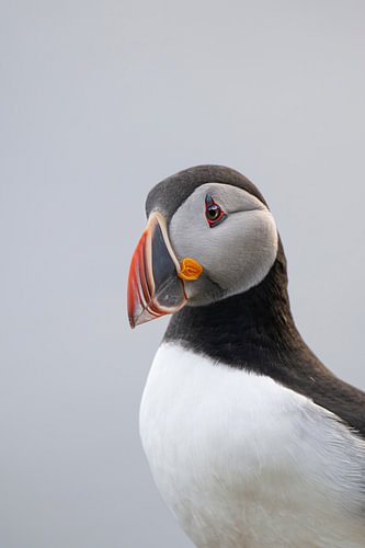 Puffin Iceland