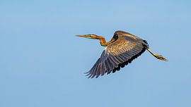 Purple heron in Danube delta