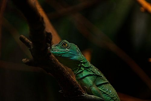 Reptile dans l'obscurité