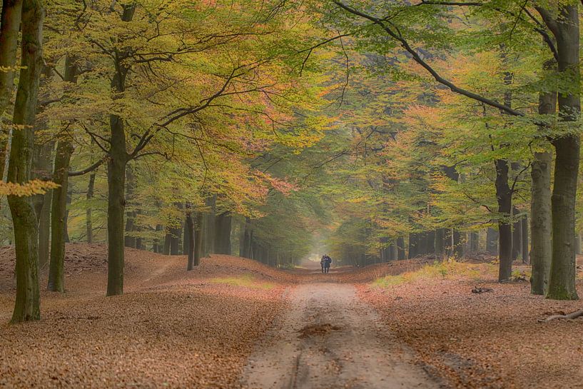 Beukenlaan in Ede, Niederlande, Naturgebiet Planken Wambuis von Eric Wander