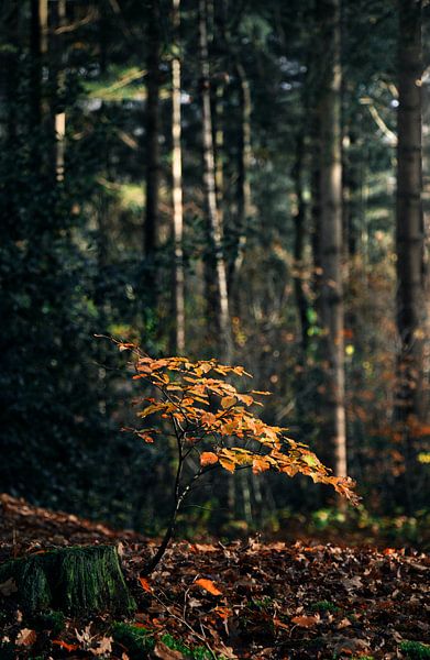 Kleiner Herbstbaum von Lisa Bouwman