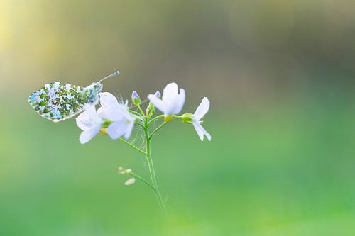 vlinder op pinksterbloem in ochtendlicht