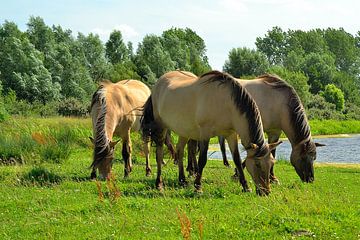 Wilde paarden van Rosenthal fotografie