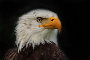 Bald Eagle, Amerikaanse Zeearend. Een portret