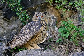 Uhu, Europäischer Uhu * Bubo bubo * im Fels sur wunderbare Erde