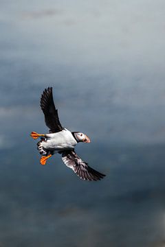 Papegaaiduiker in vlucht van Milou - Fotografie