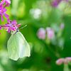Zitronenfalter im Blumenbeet von Annette Schoof