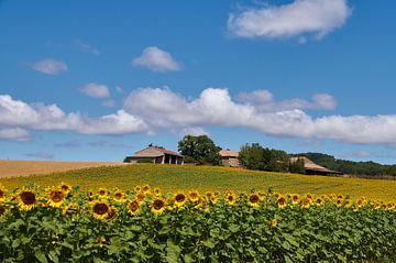 Zonnebloemen veld in Frankrijk van Ad Jekel