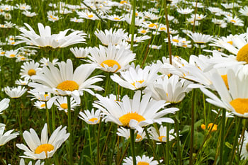 Veld met gewone margriet, Leucanthemum vulgare