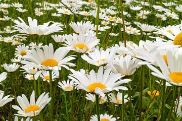 Veld met gewone margriet, Leucanthemum vulgare van Frans Rombout