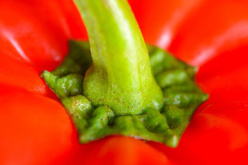 Close up van de steel op een rode verse paprika van Sjoerd van der Wal Fotografie