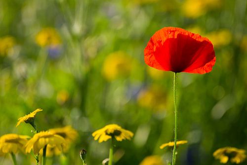 Mohn