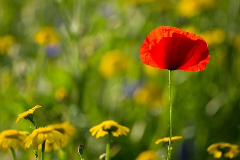 Mohn von Laura Weijzig