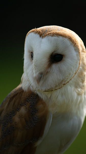 The barn owl by Anne Marije Hoekstra