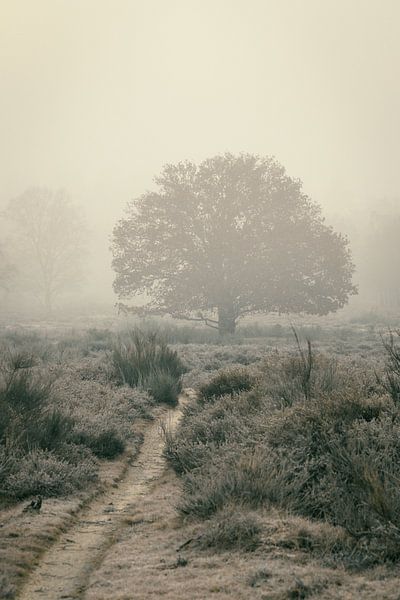 Matins brumeux I par Rogier Kwikkers