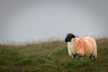 Dartmoor Schaf