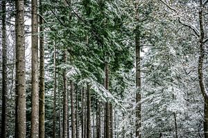 Winterlicher Kiefernwald an einem kalten, verschneiten Wintertag