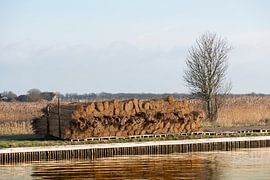 riet klaar voor transport over water by ChrisWillemsen