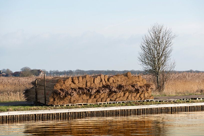 riet klaar voor transport over water by ChrisWillemsen