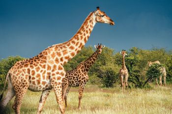 Die Riesen der Savanne