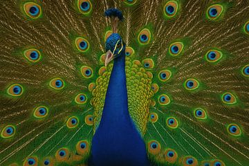 Peacock tail full of eye patterns by Art & Soul Creations
