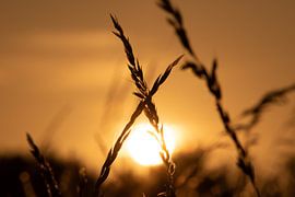 Le soleil couchant sur DTC Art