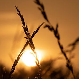 Grassen met ondergaande zon van DTC SnapShots