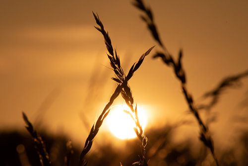 Grassen met ondergaande zon