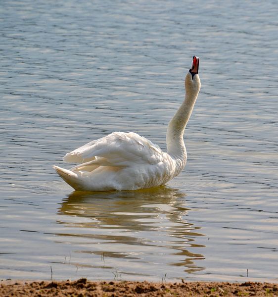 Zwaan by Johan Hesselbach