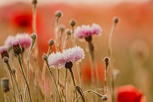 Kornblumen und Mohnblumen im Abendlicht
