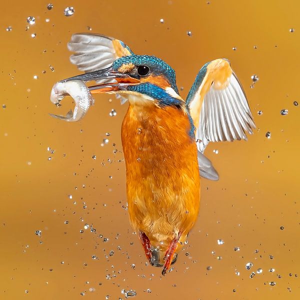 Je t'ai eu ! par Arno van Zon photography