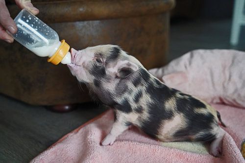 Bonte miniatuur handopfok biggetjes tijdens voedertijd