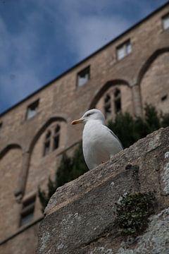 Seagull by Eric Verhoeven