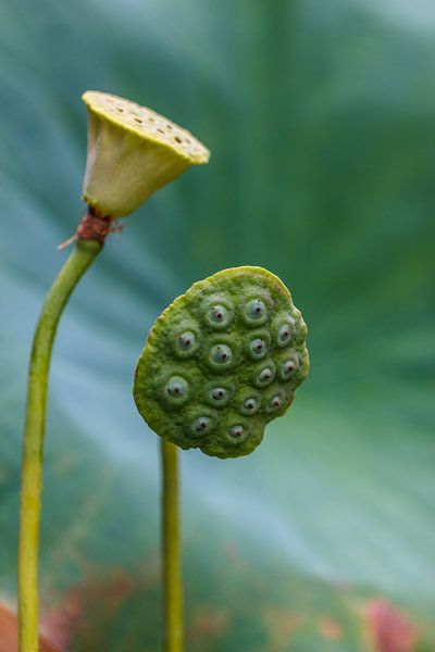 lotus par ton vogels