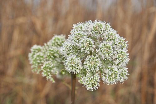 Angelica in bloom