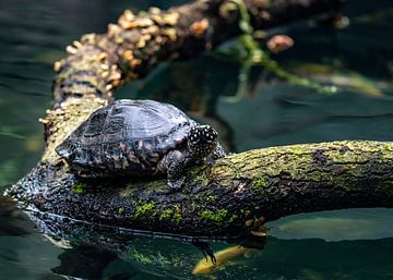 Black pond turtle on tree trunk by Van Keppel Studios