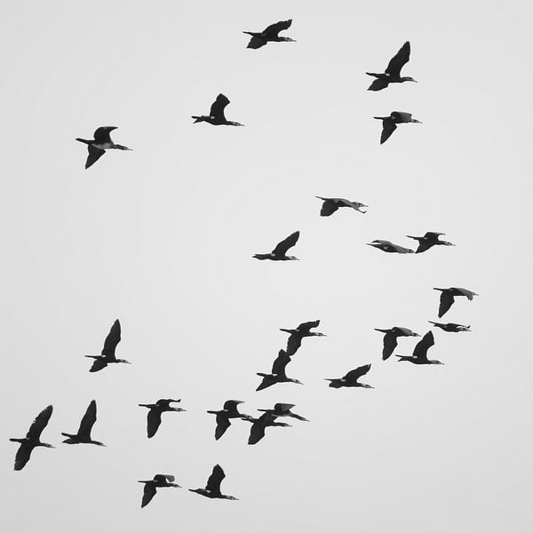 A Flock of Cormorants by Jörg Hausmann