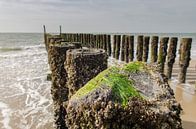 Close up van een golfbreker met zeewier op het strand van Zoutelande en Westkapelle van Sean Vos thumbnail