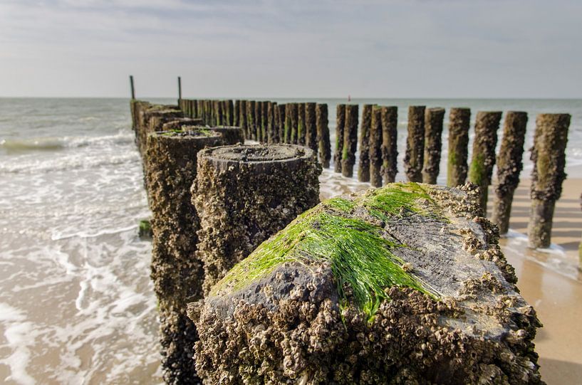Close up van een golfbreker met zeewier op het strand van Zoutelande en Westkapelle van Sean Vos