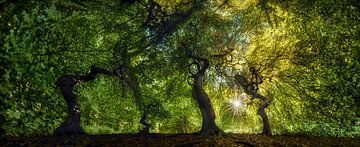 Enchanted forest with old trees under a luminous canopy of leaves
