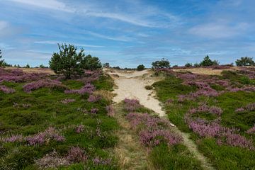 heidenvelden en zandverstuivingen in het drents friese wold