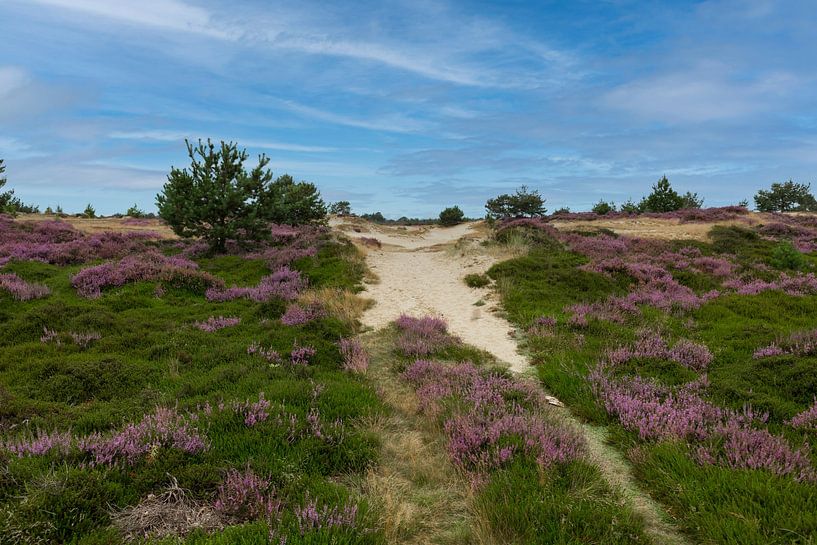 moors and sand drifts in the Drents Frisian Wold nature reserve near Diever by ChrisWillemsen