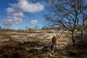 Poneys Exmoor dans les dunes près de Bergen