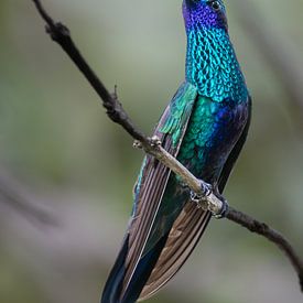 Der funkelnde Violetear aus Ecuador von Lex van Doorn