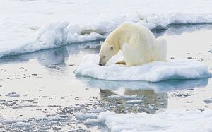 Un ours polaire lèche la glace sur Lennart Verheuvel