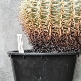 NR5 sur Bert Strootman