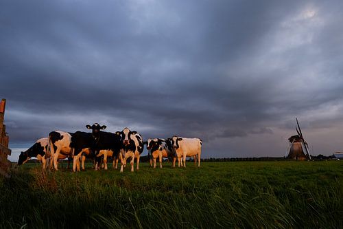 Les vaches au moulin