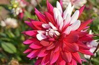 Sommergruss