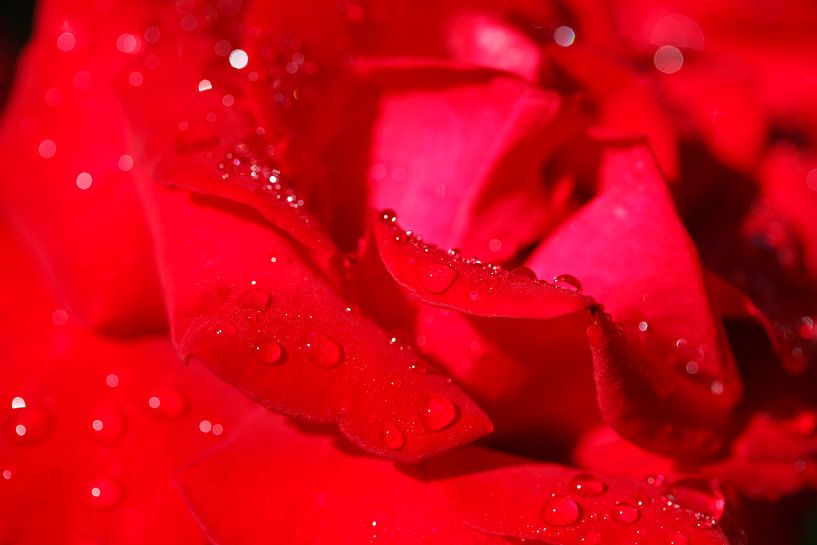 red rose by Torsten Krüger