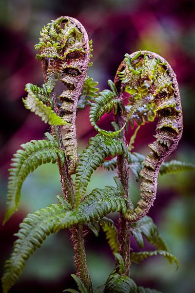 Ferns by Rob Boon